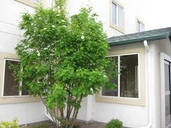 Inn Buffalo Inn 2*
